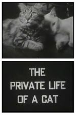 Watch The Private Life of a Cat (Short 1946) 123MoviesFree