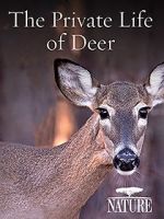 Watch The Private Life of Deer 123MoviesFree