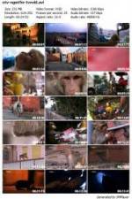 Watch National Geographic Monkey Thieves: Heroes - Villains 123MoviesFree