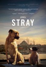 Watch Stray 123MoviesFree