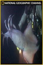 Watch National Geographic Hooked Squid Invasion 123MoviesFree
