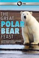 Watch The Great Polar Bear Feast 123MoviesFree