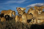 Watch Lion Gangland 123MoviesFree