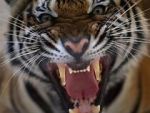 Watch 20 Animals That Will Kill You 123MoviesFree
