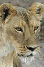 Watch Last Lioness: National Geographic 123MoviesFree