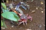 Watch March of the Crabs 123MoviesFree