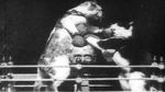 Watch The Boxing Cats (Prof. Welton\'s) 123MoviesFree