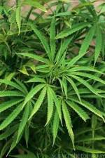 Watch Cannabis Whats The Harm Part 1 123MoviesFree