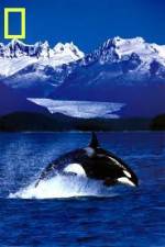 Watch National Geographic Killer Whales Of The Fjord 123MoviesFree