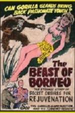 Watch The Beast of Borneo 123MoviesFree