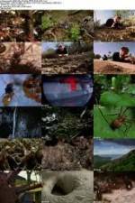 Watch National Geographic Wild - City Of Ants 123MoviesFree