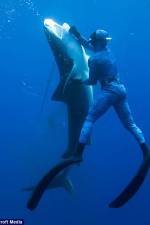 Watch Dive to Tiger Shark Central 123MoviesFree