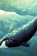 Watch Nature Fellowship of the Whales 123MoviesFree