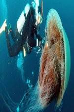 Watch Monster Jellyfish 123MoviesFree