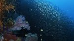 Watch Wild Window: Bejeweled Fishes 123MoviesFree