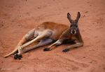 Watch Big Red: The Kangaroo King 123MoviesFree