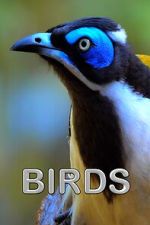 Watch Birds (Short 2021) 123MoviesFree