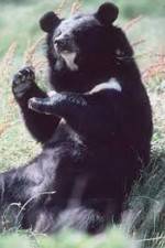 Watch National Geographic Wild : Black Bears Unleashed 123MoviesFree