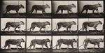 Watch Lioness Walking 123MoviesFree