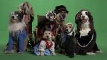 Watch Heidi 4 Paws 123MoviesFree