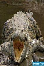 Watch National Geographic Mother Croc 123MoviesFree