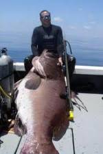 Watch National Geographic: Monster Fish - Nile Giant 123MoviesFree