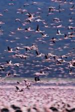 Watch The Crimson Wing Mystery of the Flamingos 123MoviesFree