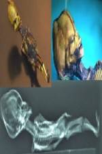 Watch Desert of the Skeletons 123MoviesFree