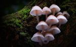 Watch Fungi: The Web of Life 123MoviesFree