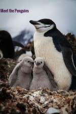 Watch Meet the Penguins 123MoviesFree