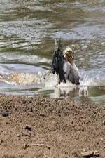 Watch National Geographic Wild Blood River 123MoviesFree