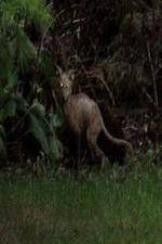 Watch National Geographic Hunt For El Chupacabra 123MoviesFree