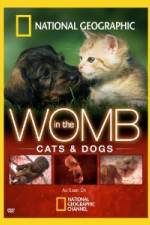 Watch National Geographic In The Womb Cats 123MoviesFree