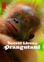 Watch Secret Lives of Orangutans 123MoviesFree