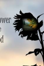 Watch The Sunflower and the Sun God 123MoviesFree