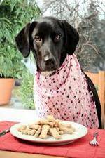 Watch The Truth About Your Dogs Food 123MoviesFree
