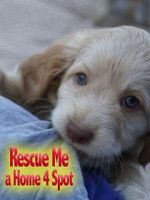 Watch Rescue Me: A Home 4 Spot 123MoviesFree