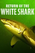Watch Return of the White Shark 123MoviesFree