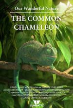 Watch Our Wonderful Nature - The Common Chameleon 123MoviesFree