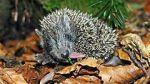 Watch Year of the Hedgehog 123MoviesFree