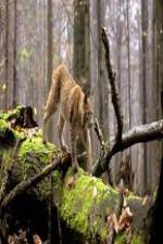 Watch National Geographic Wild Balkans 123MoviesFree