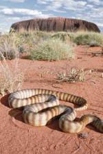 Watch DEADLY PREDATORS.AUSTRALIAN PYTHONS 123MoviesFree