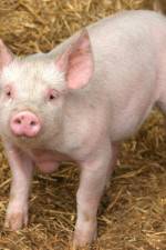 Watch Patent For A Pig: The Big Business of Genetics 123MoviesFree