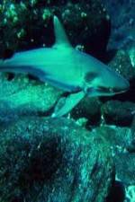Watch National Geographic: Secret Shark Pits 123MoviesFree