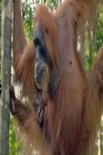 Watch Refugees Of The Lost Rainforest 123MoviesFree