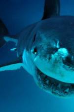 Watch National Geographic. Shark attacks investigated 123MoviesFree