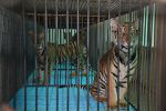 Watch The Tiger Mafia 123MoviesFree