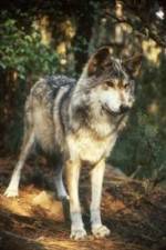 Watch National Geographic Wild - Inside the Wolf Pack 123MoviesFree