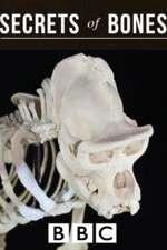Watch Secrets of Bones 123MoviesFree