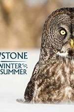 Watch Yellowstone Wildest Winter to Blazing Summer 123MoviesFree
